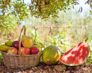 世界上最大的西瓜有多大，产地在哪里