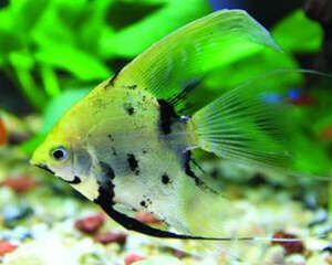 鱼缸底生化过滤器介绍