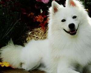 狗狗吃了巧克力之后怎么办？