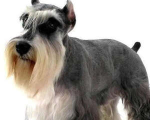 狗狗锌中毒怎么办