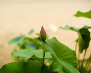 莲花的叶子什么时候枯萎