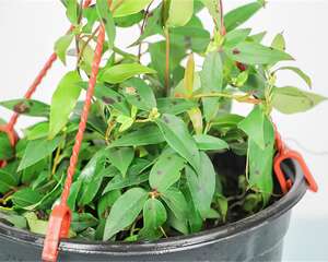 活的“香水”花，天冷开花一长串，3个月花香不断！