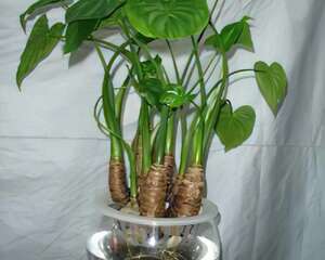 家里养花注意可致命花卉