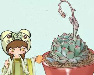 养多肉不能乱浇水，这5点不注意，一浇一个死！