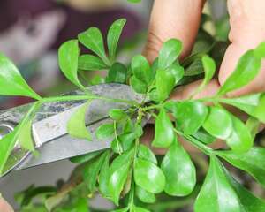 米兰压条繁殖方法，米兰花怎么压枝