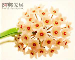 球兰的花语：青春美丽