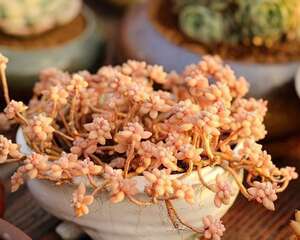 芒种伊始，多肉植物正式迎来梅雨季节的挑战
