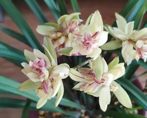 6种兰花，一开花香飘满屋，越养越值钱！