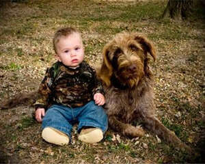 刚毛指示格里芬犬的养护知识