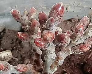 赶集碰见这种花，千万别买，谁买谁上当！