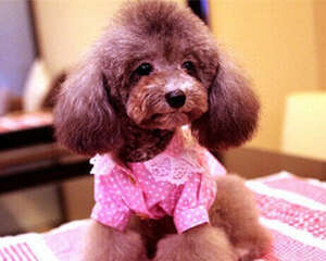 影响狗狗性格的主要因素是什么