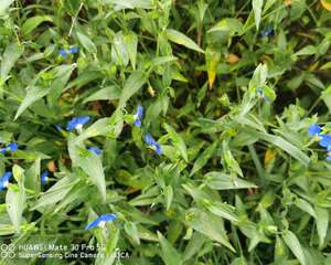 紫鸭趾草有毒吗