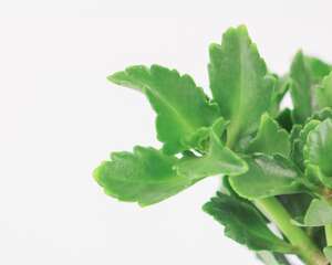 长寿花长太高怎么办