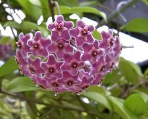 毬蘭的栽培与管理(图)