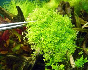 网草和大卷浪草的休眠期