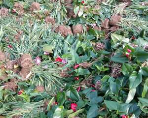 这么贵的花，路边扔了一卡车，不捡是傻子！