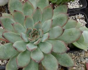 花月夜的养护经验