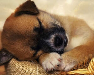 如何提高狗狗的睡眠质量