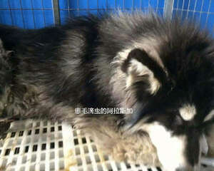 毛滴虫引起的犬肠套叠肠出血