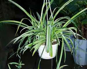 适宜在居室内栽种的植物(图)