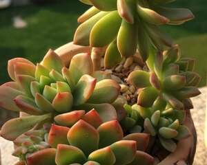 每个肉友都会面临的问题：多肉植物叶子发软，你的处理方法对了吗？