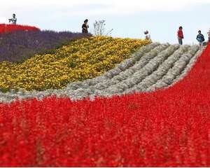 日本鲜花地毯美不胜收