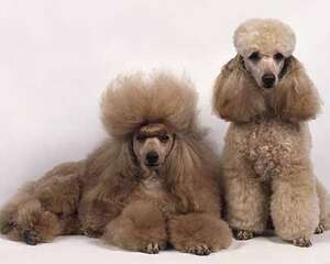 贵宾犬饲养的注意事项都有哪些？