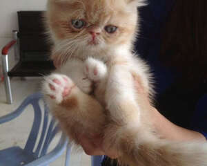 同时养两只猫要注意哪些