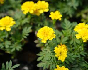 孔雀草的养殖方法和注意事项