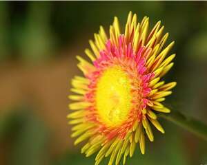 桑布利亚白日菊花语