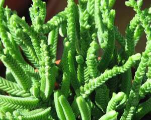若绿Crassula muscosa