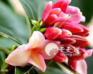 瑞香为何烂心烂根（图）