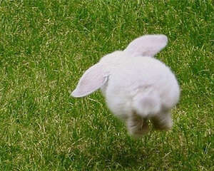 如何找到好的兔子兽医？