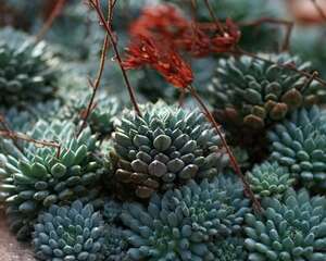 拟石莲花属–小蓝衣Echeveria setosa v.deminuta
