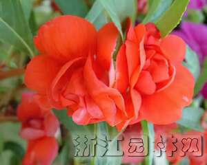 凤仙花的栽培及控制花期（图）