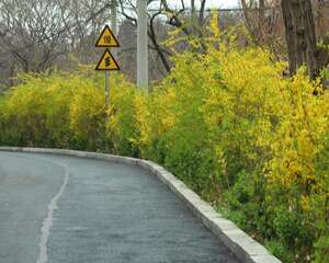 连翘怎么施肥，这么施肥能长高一节！