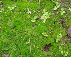 苔藓植物是怎么繁殖的