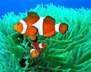 为什么海葵和小丑鱼需要共同生活饲养