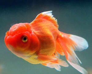 金鱼的日常管理注意事项