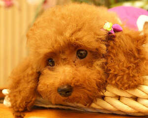 夏天如何帮狗狗开胃