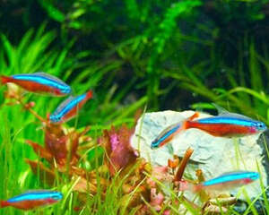 保持热带鱼水温的重要性