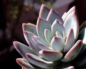 霜之朝Pachyveria ‘Powder Puff’