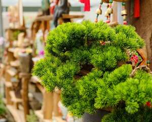 假山盆景室内摆放禁忌