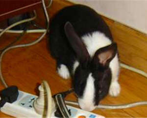 整理收纳电线,防止宠物兔意外伤害