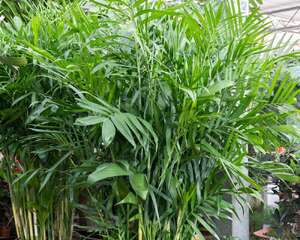 散尾葵这样施肥，植株又美又壮！