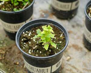 冬天可以扦插绣球花吗