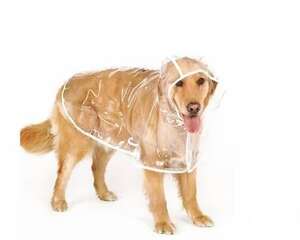 下雨天怎么遛狗？下雨天遛狗注意事项