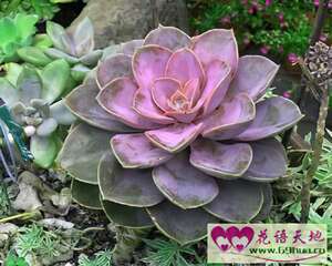 石莲花的花语：永不凋谢的爱