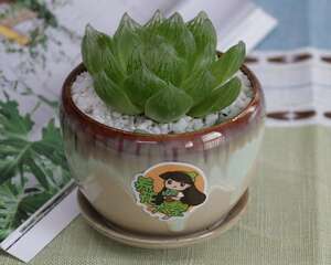 玉露叶片干瘪怎么办