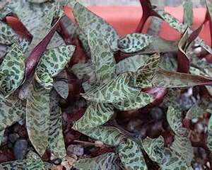 豹紋紅寶－油點百合的栽培(图)